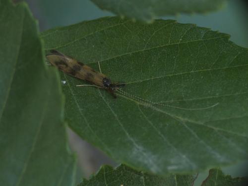 Mystacides longicornis